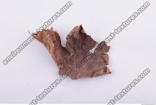 Leaves Dead 0054